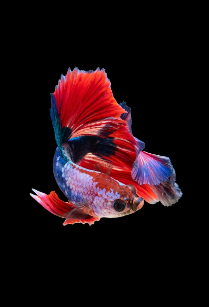 pez betta rojo y azul en fondo negro